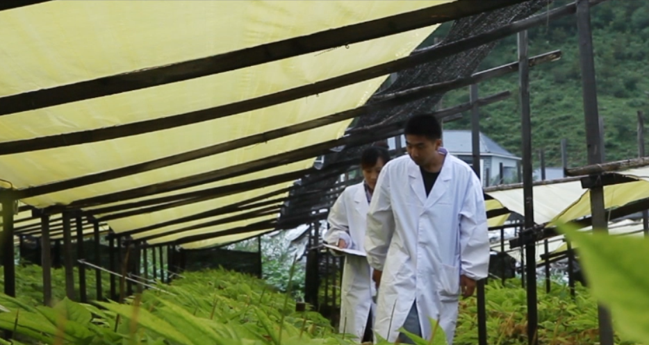 汉参种植者们日常田间管理.png